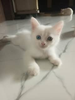 Cross Persian Cat Kitten 0