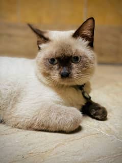 cat for sale Siamese cat special natural iran