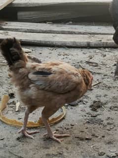 3 Desi + 3 Aseel hen for sale