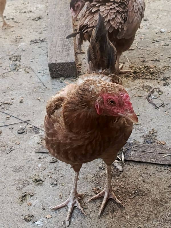 3 Desi + 3 Aseel hen for sale 1