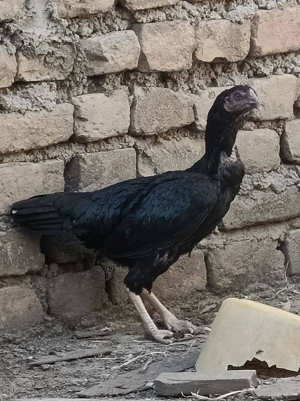 3 Desi + 3 Aseel hen for sale 6