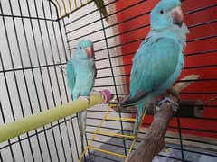 Blue Ringneck Handtame Pair