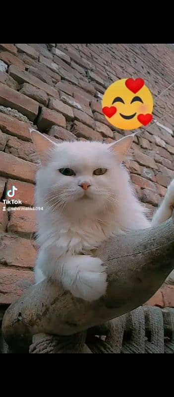 Persian cat 0