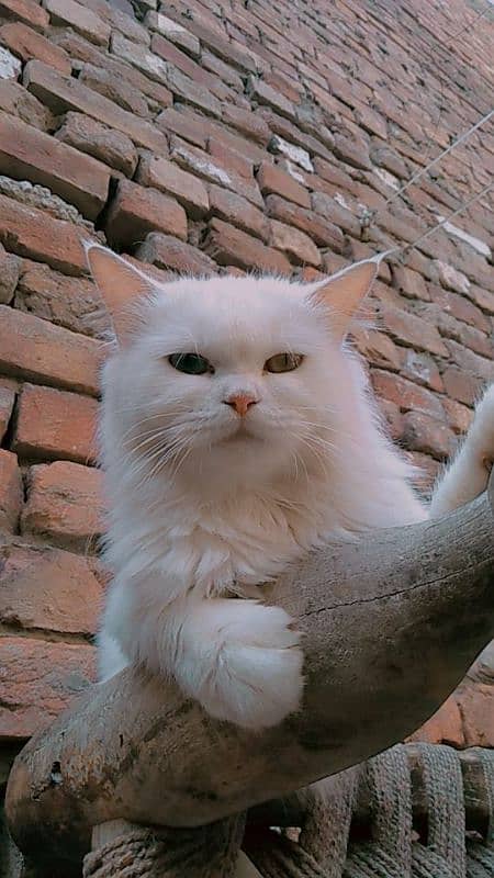 Persian cat 2