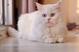 Persian Doll Face Male Cat for Sale 0