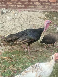 2 turkey male urgent for sale