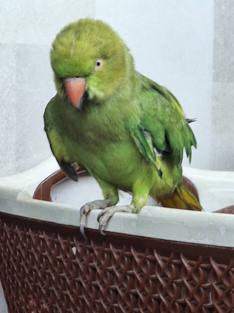 Green parrot 1