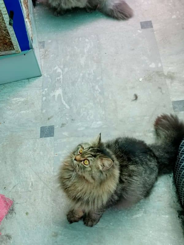 BEAUTIFUL PERSIAN CAT TRIPLE COATED 4