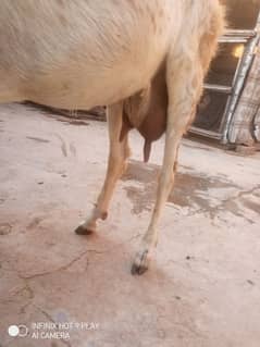 800 pr sb mix or bakri 4 dant or height 30 inch bachy male female