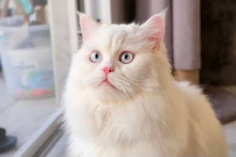 Persian Doll Face Male Cat for Sale 1