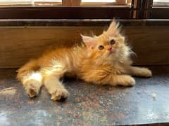 Persian Kitten For sale