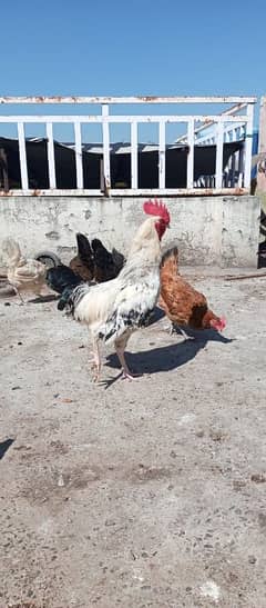 eggs laying desi hens