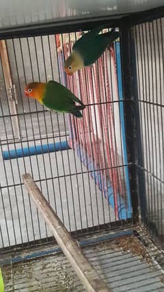 Love birds Parblue pale fellow & Green pale fellow split ino 0