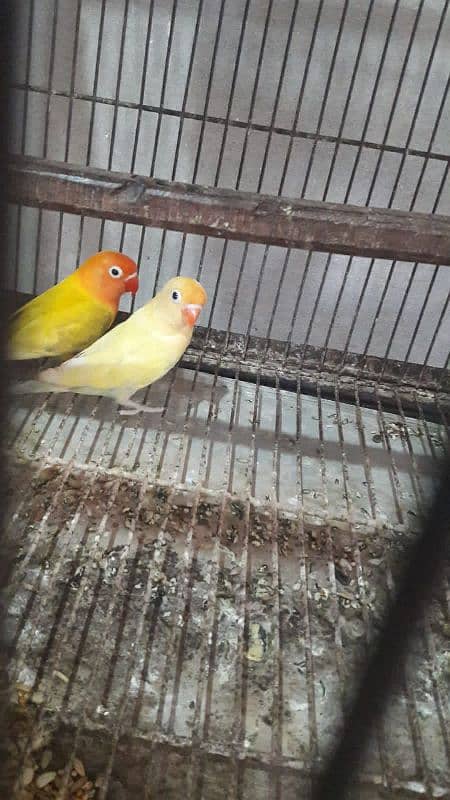 Love birds Parblue pale fellow & Green pale fellow split ino 3