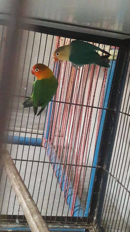 Love birds Parblue pale fellow & Green pale fellow split ino 4