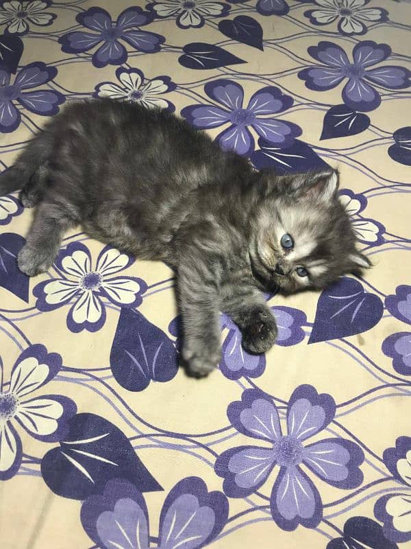 Persian Triple Coat Male in Black And grey 7