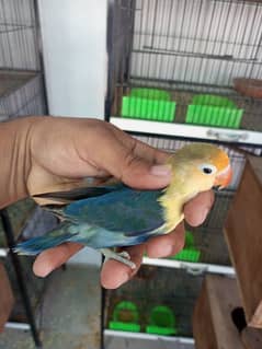 Parblue split ino male love birds.