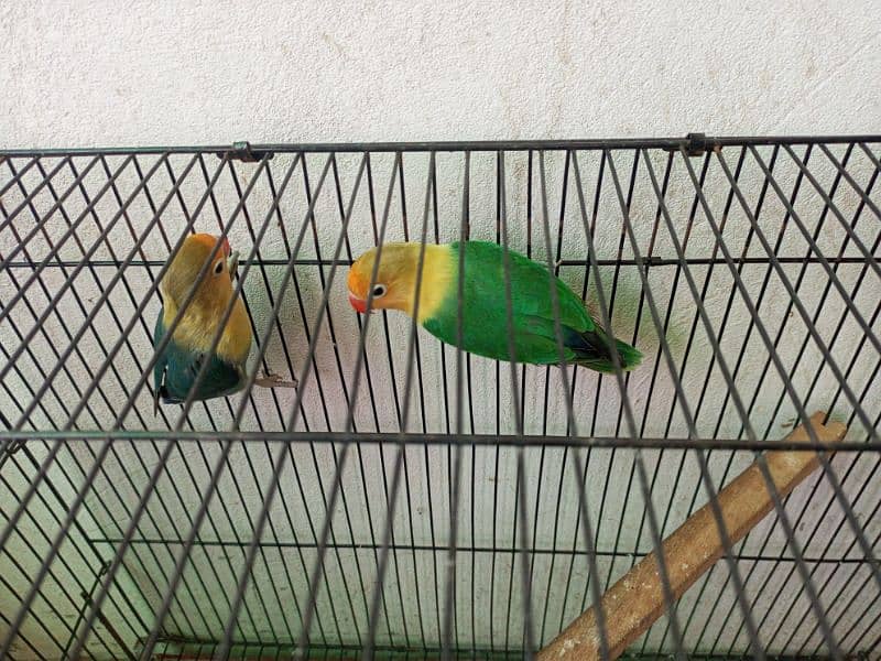 Parblue split ino male love birds. 1