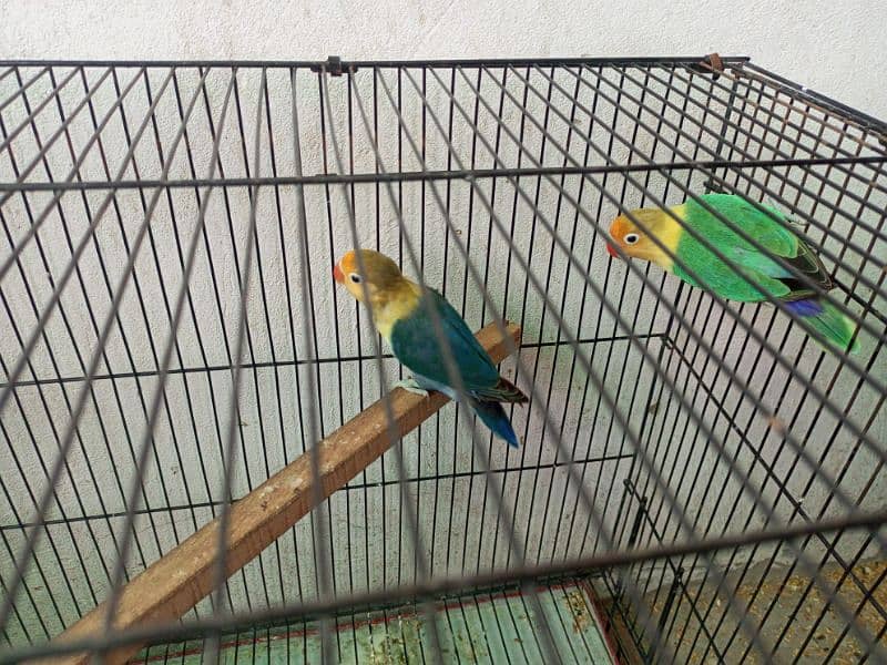 Parblue split ino male love birds. 2