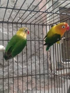 3 pair love bird for sale