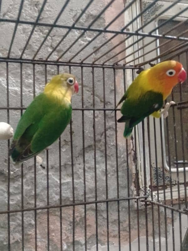 3 pair love bird for sale 0