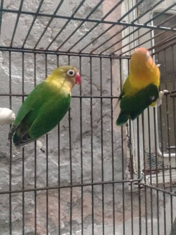 3 pair love bird for sale 1