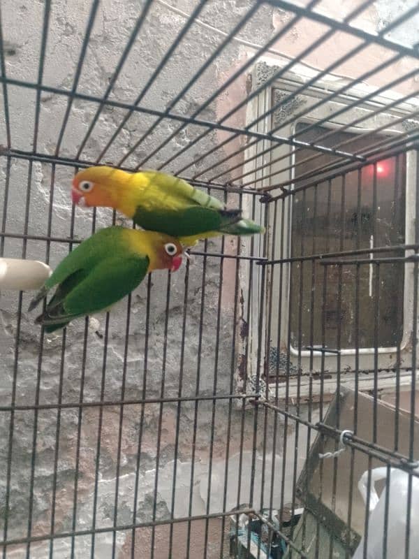 3 pair love bird for sale 2