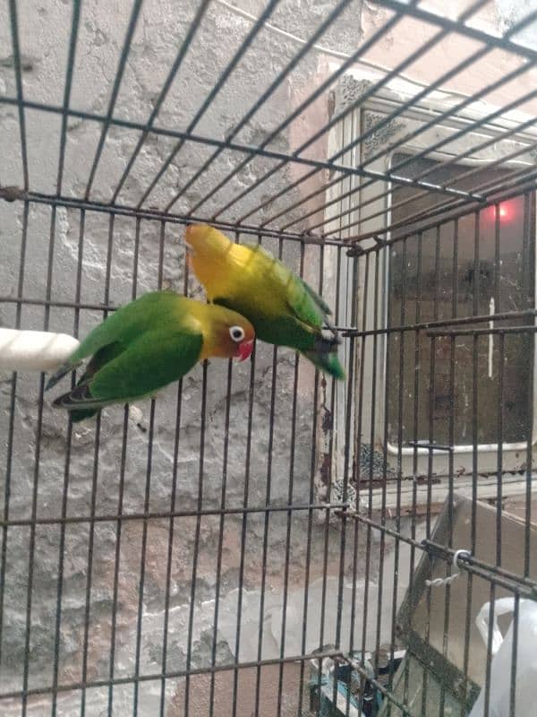 3 pair love bird for sale 3