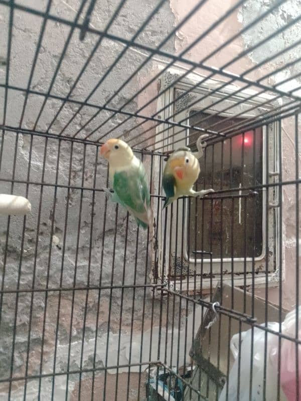 3 pair love bird for sale 4