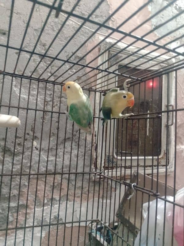 3 pair love bird for sale 5