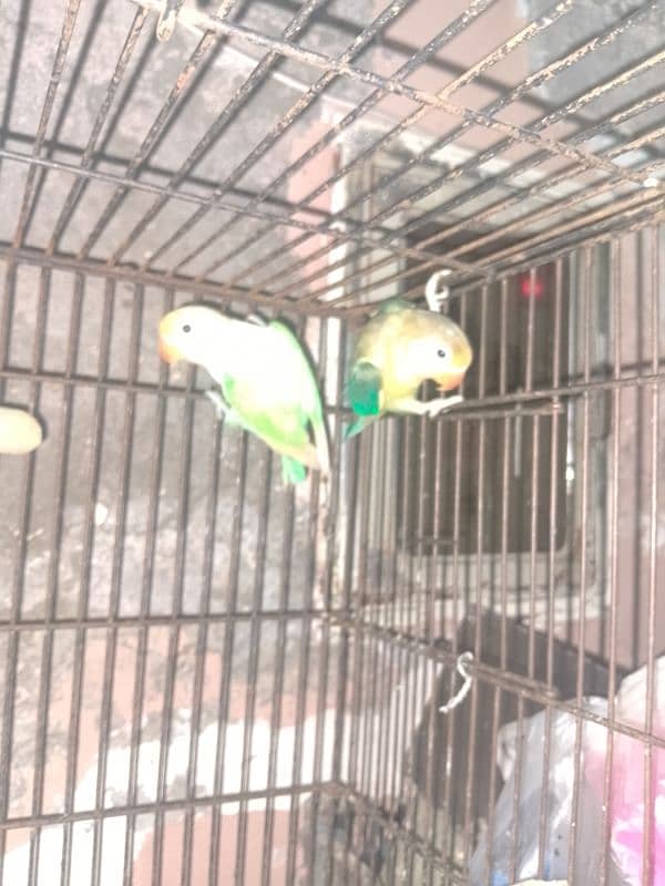 3 pair love bird for sale 6