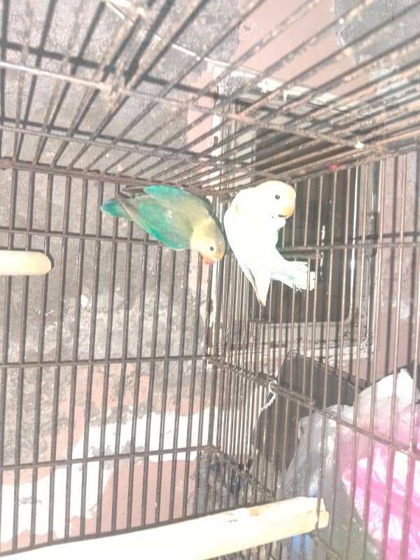 3 pair love bird for sale 8