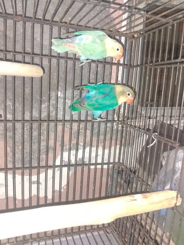 3 pair love bird for sale 9