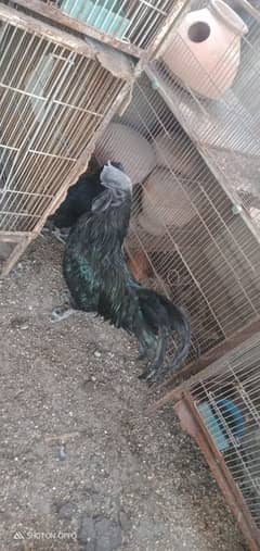 ayam cemani 5 pairs call on 0312 2691239