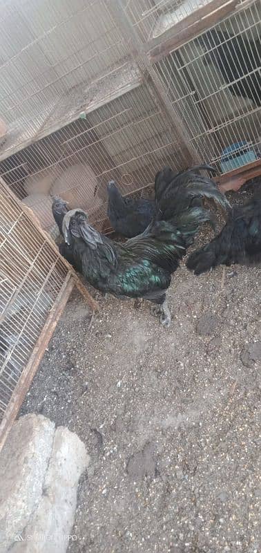 ayam cemani 5 pairs call on 0312 2691239 1