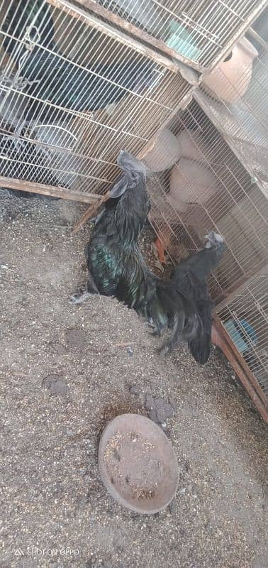 ayam cemani 5 pairs call on 0312 2691239 2