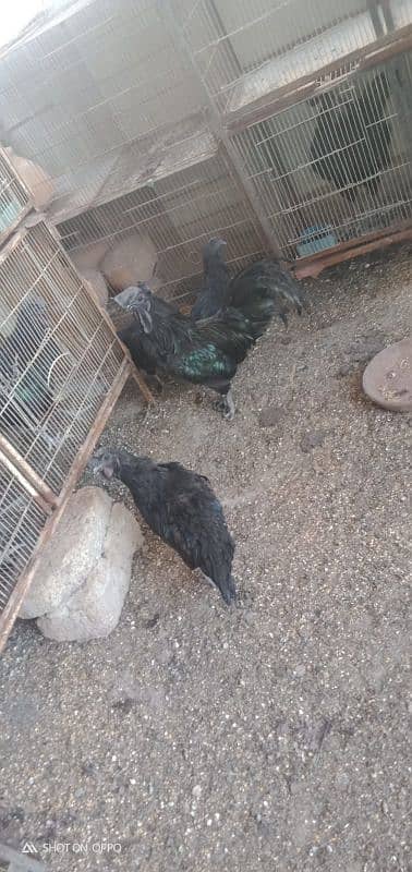 ayam cemani 5 pairs call on 0312 2691239 3