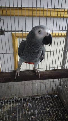 Parrot with pinjra sell