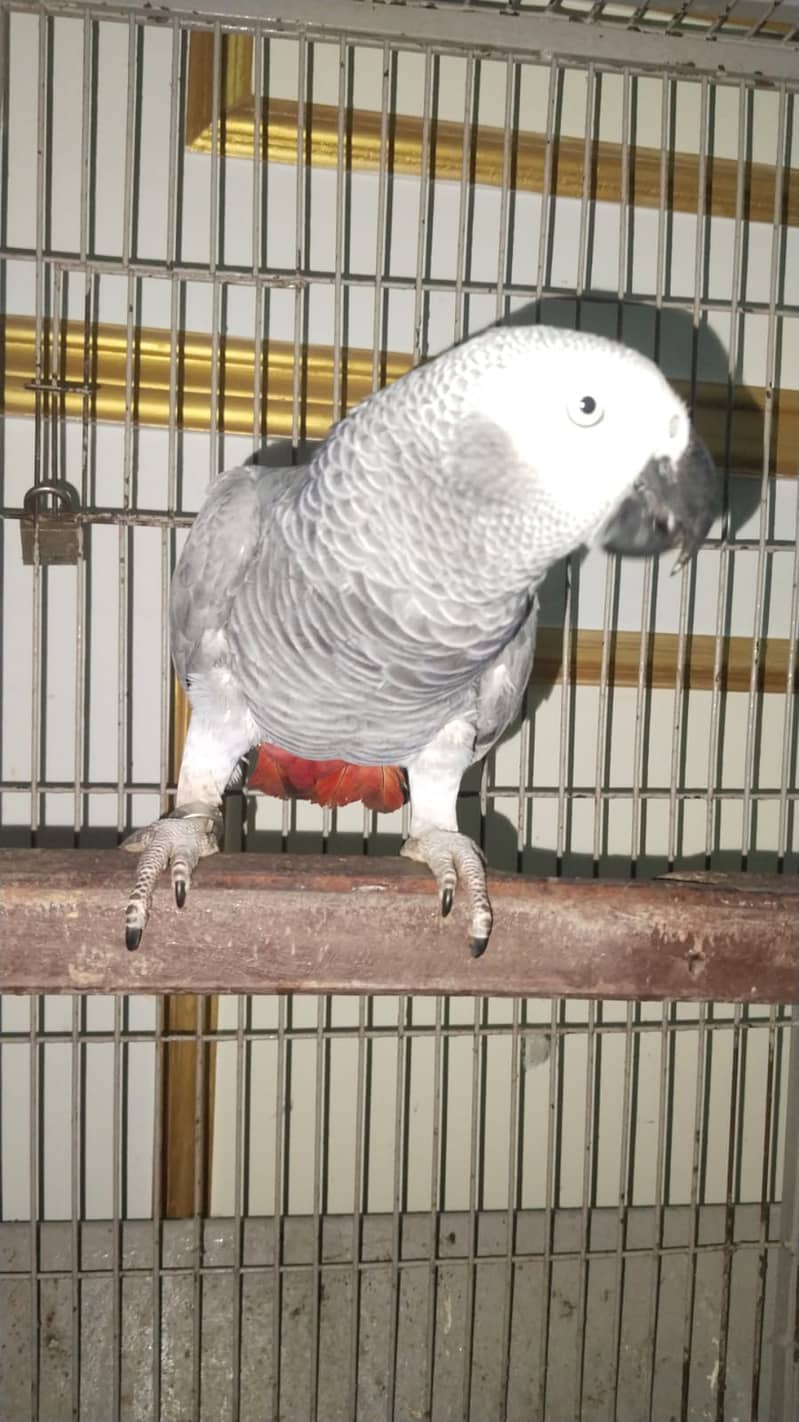 Parrot with pinjra sell 1