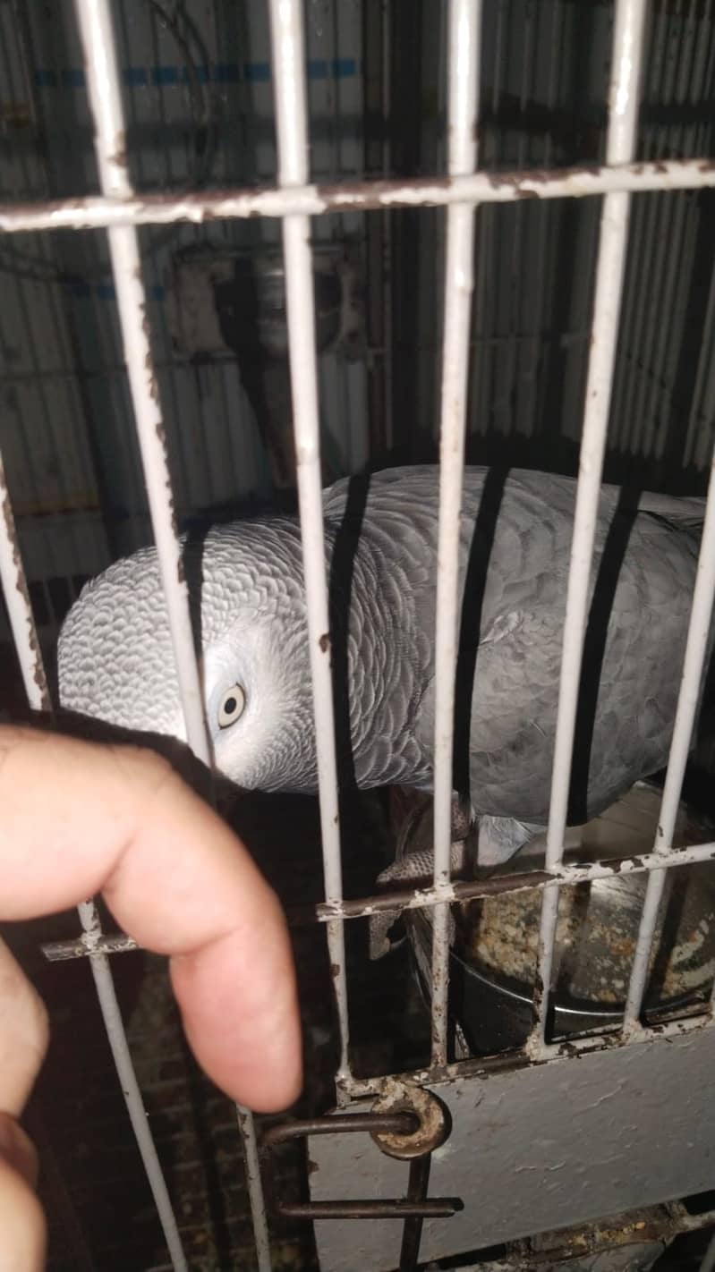 Parrot with pinjra sell 2