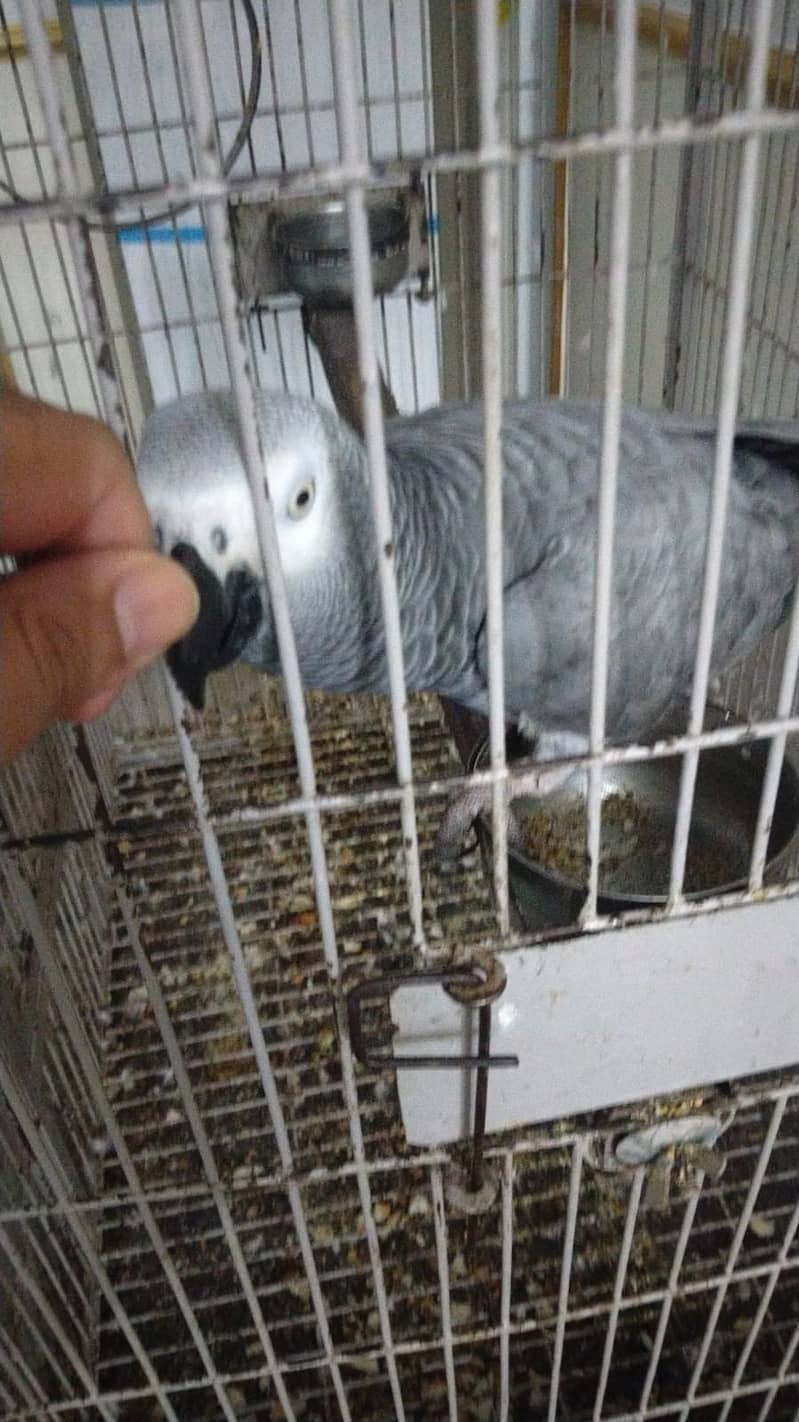 Parrot with pinjra sell 3