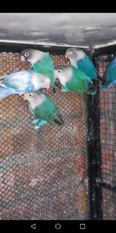 Love Birds Breeder and Ready to Breed Pairs and Singles available.