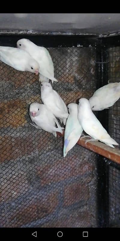 Love Birds Breeder and Ready to Breed Pairs and Singles available. 1