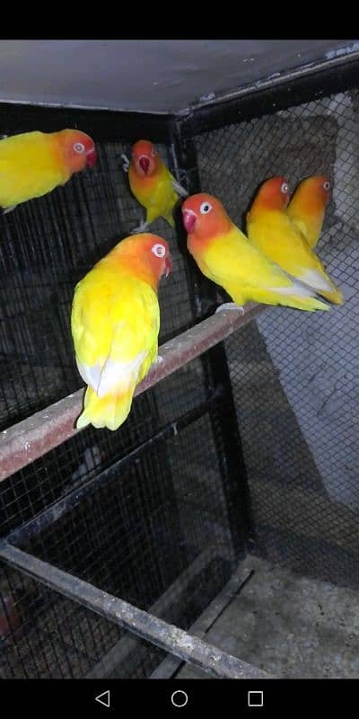 Love Birds Breeder and Ready to Breed Pairs and Singles available. 2