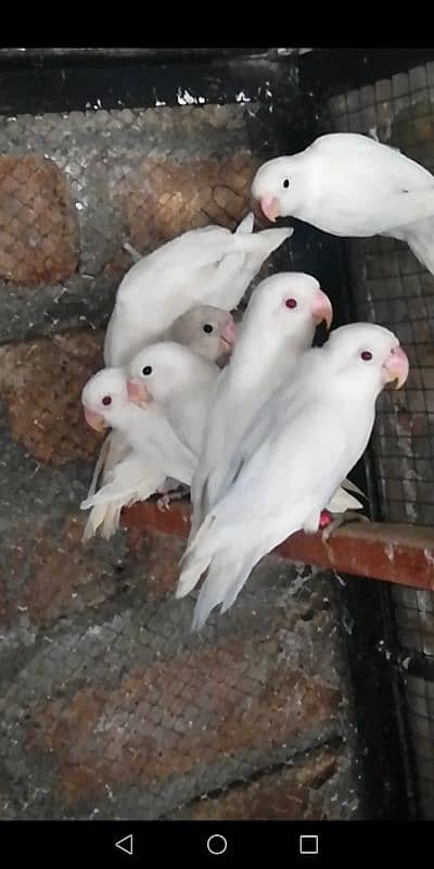 Love Birds Breeder and Ready to Breed Pairs and Singles available. 3