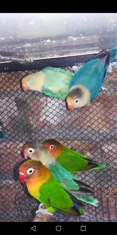 Love Birds Breeder and Ready to Breed Pairs and Singles available. 4