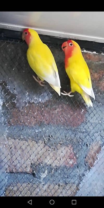 Love Birds Breeder and Ready to Breed Pairs and Singles available. 5