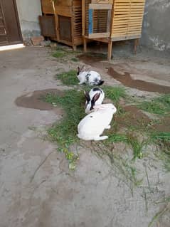 rabbits pair. 03088440940