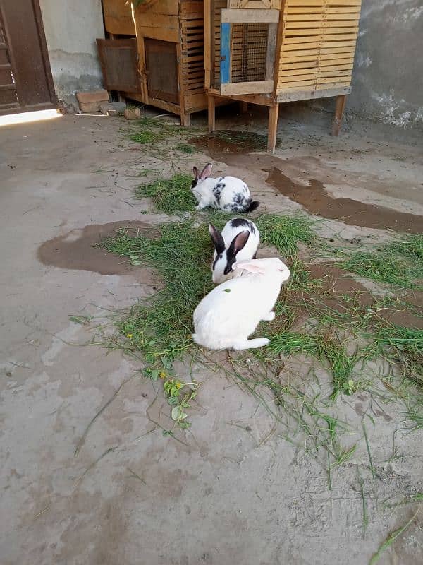 rabbits pair. 03088440940 0