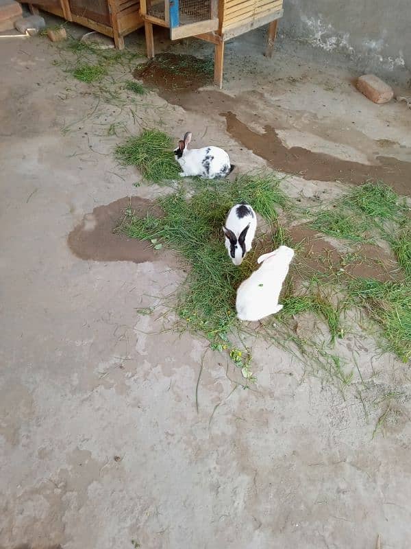 rabbits pair. 03088440940 1